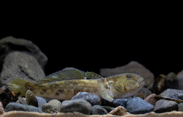 The round goby (Neogobius melanostomus)