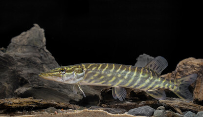 The northern pike (Esox lucius) - obrazy, fototapety, plakaty