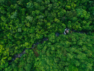 Beautiful lush green jungle with small river and dense trees on tropical mountains on summer morning