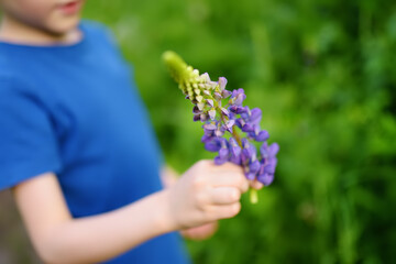 Cute preschooler boy is admiring of lupine flowers in field on summer day. Little child is...