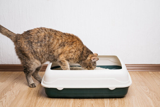 Domestic cat examines litter box.