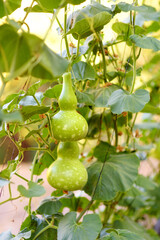 Freshly butternut Squash in home garden or farm. Cucurbita moschata. Healthy homegrown vegetarian food for sales. Small business
