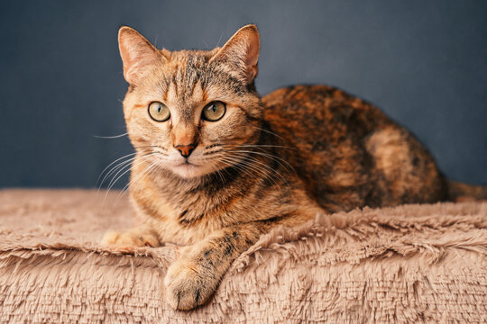 An adult domestic cat lies on a blanket and poses for the camera.