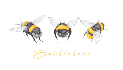 Watercolor insect set with illustration of flying bumblebee, bee. Detailed elements isolated on white background. Collection perfect for invitation, web design, bed linen, textiles.