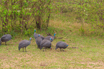 Helmeted guineafowl (Numida meleagris) on green meadow in Serengeti national park, Tanzania