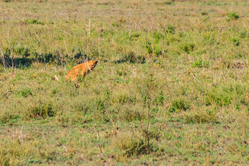 Lion cub defecating in savannah in Serengeti national park, Tanzania