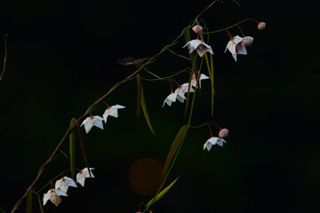 beatiful white flowers blooming in the wild.