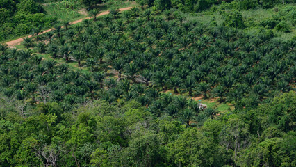 aerail veiw palm oil plantation in the tropical farming site.there are deforestation for cultivate palm oil for supply oil industrail.