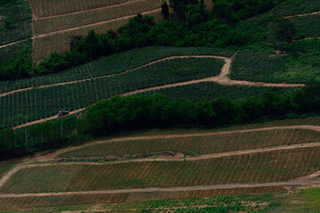 aerail view of pineapple field in the country site.