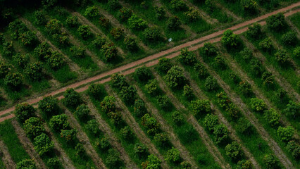 The row of tropical fruits plantation in the industrail mango garden in Thailand.