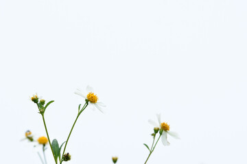 isolate on white background,aster and wild dasy