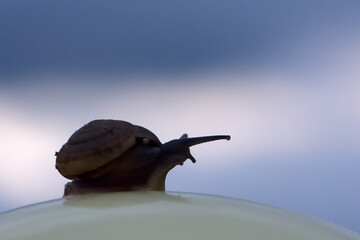 silhouette of snail slowly walking on ground,slow life concept.