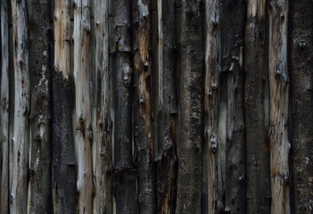 wooden bark texture wallpaper background. - obrazy, fototapety, plakaty