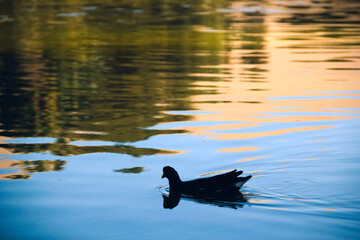 the gallareta escudete red or tagua of red front is a species of gruiforme bird of the family Rallidae own of South America