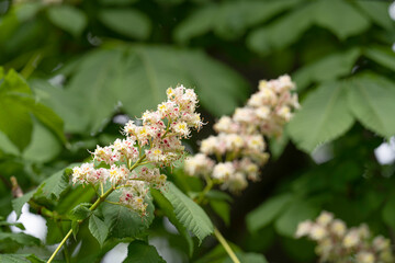 beautiful green natural background with spring white flowers