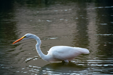 Great Egret Wading in the Water