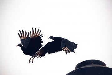 Fototapeta na wymiar Black Vulture in flight isolated on white background