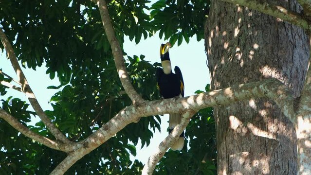 Great Hornbill Buceros bicornis an individual seen on a branch looking up and around while the wind blows in Khao Yai National Park, Thailand.