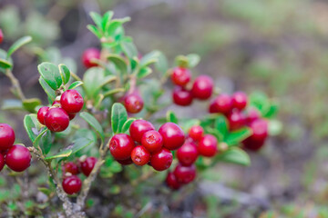 Ripe cranberries in natural nature.