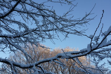夜に雪の降った朝の公園の木々の風景