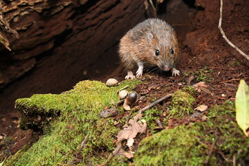 オキナワトゲネズミ Tokudaia muenninki