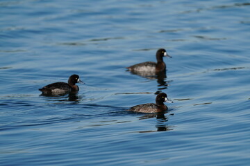 eurasian coot in the sea