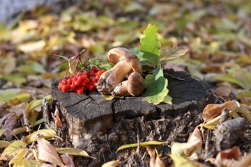 mushrooms in the forest
