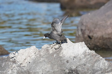 eurasian coot in the sea