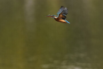kingfisher is hunting a fish