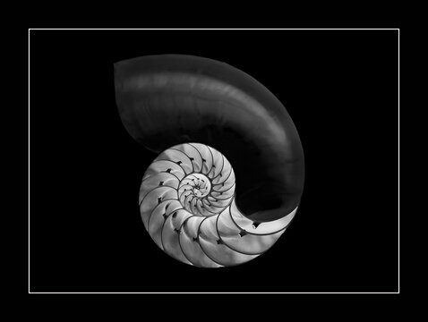 Nautilus Shell Fibonacci Symmetry Cross Section Spiral