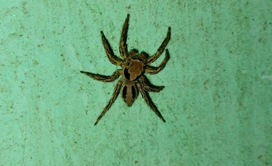 spider on the wall 