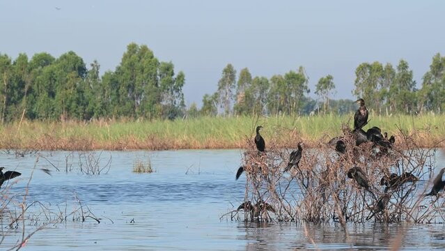 Indian cormorant Phalacrocorax fuscicollis taken at the lake from a moving boat while a flock basking under the sun and others flying to the left,  Bueng Boraphet Lake, Nakhon Sawan, Thailand.