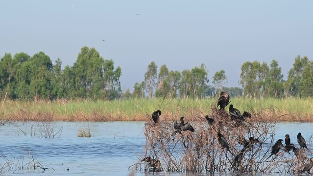 Seen basking under the sun while perched on twigs on the lake, Indian cormorant or Indian shag Phalacrocorax fuscicollis, Bueng Boraphet Lake, Nakhon Sawan, Thailand.