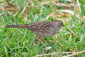 The log tailed sparrow frequents forest edges, backyards and tall grassy areas.