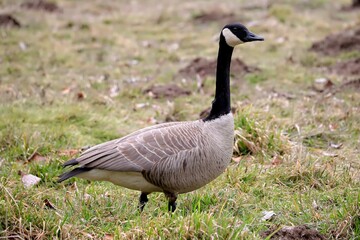The Canadian Goose has an appeal always being with family or groups. There is never another one far away. 