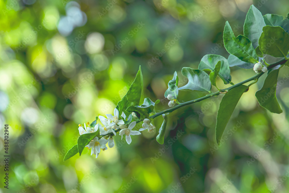 Canvas Prints blooming lemon blossoms