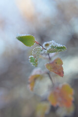Leaves of a bush covered with frost
