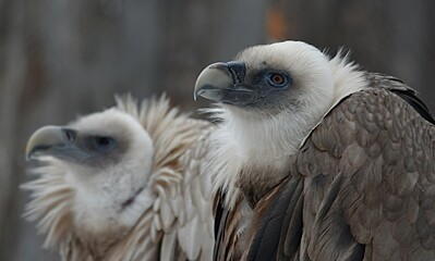 The griffon vulture fluffing its feathers sits in the zoo in the winter in an open enclosure