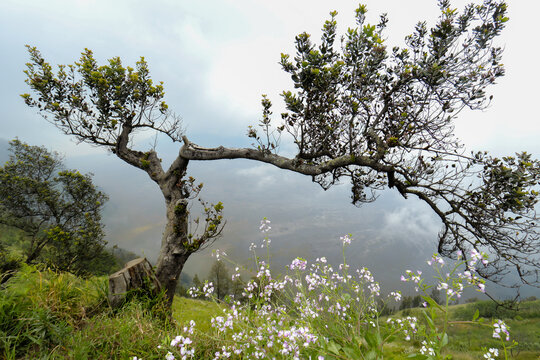 a tree like a bonsai from the top of the hill