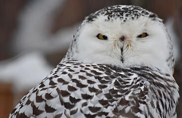 Obraz premium funny snowy owl looks at the camera with narrowed eyes