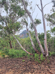 Mountain Scenery in the Australian bush with eucalypt trees near Newnes New South Wales Australia
