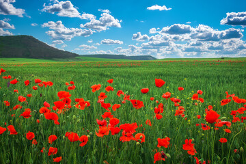 Fototapeta na wymiar Amazing floral landscape with blooming red poppy, cloudy blue sky and mountain. Natural beauty and excellent colorful design background.