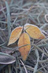 Autumn yellow leaf covered with frost
