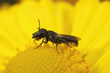 Closeup on a female Large-headed Resin Bee, Heriades truncorum, sitting on a yellow flower