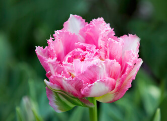 Tulipa Cool Crystal.
 Tulip belongs to the group of super tulips 