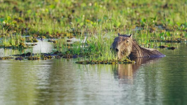 Idle capybara, hydrochoerus hydrochaeris falling asleep in the water, keeping their nose above the water surface on a tranquil afternoon at ibera wetlands, pantanal natural region.