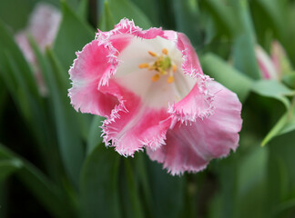 Tulipa Cool Crystal.
 Tulip belongs to the group of super tulips "Double Effect". The petals are double pink with a fringed edge.