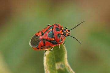 Closeup on a bright red mediterranean shieldbug, Eurydema ornata sitting on top of a green leaf