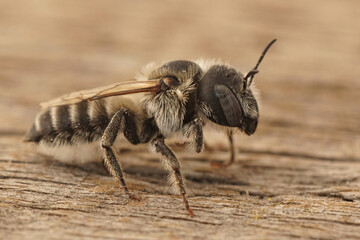 Detailed closeup on a female Bisulcate Small-Mason bee, Hoplitis bisulca, sitting on a peice of wood