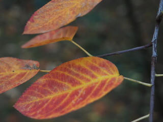 Obraz premium red autumn leaves